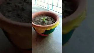 flower vase #art #shorts #youtubeshorts #trending