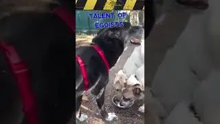 Dog cunning