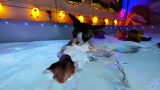 We&rsquo;re ringing in the New Year with a blooper from Sunday&rsquo;s bath! 😹🎈