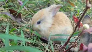 First Forays Adorable Babies Discover Cambodian Wonders 🌿🐾 | Paw & Hoof Moments
