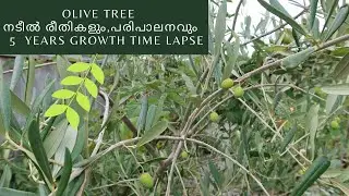 Olive Tree Planting & Care Guide  Malayalam Time lapse video