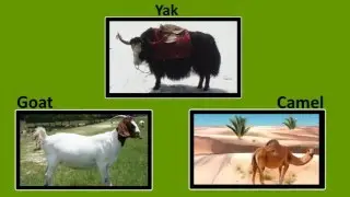 FIBRE TO FABRIC 07.03_03_ OTHER ANIMALS THAT YIELD WOOL .mp4