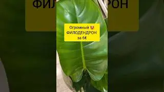 ВОТ ЭТО ЦЕНА | Гигантский Филодендрон | Драцена