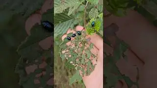 Alk&scaron;ņu zilais lapgrauzis / The alder leaf beetle (Agelastica alni) #nature #beetles