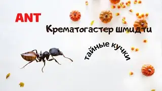 Муравьи Крематогастер шмидти. Тайные кучки.