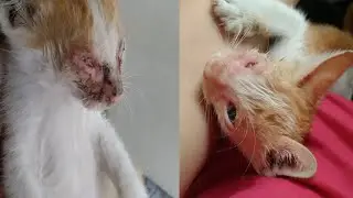 Feral Kitten Was Rescued For The Treatment Of His Eye Infection