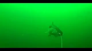 Se stor sj&oslash;&oslash;rret jakte under vann - big sea trout hunting under water
