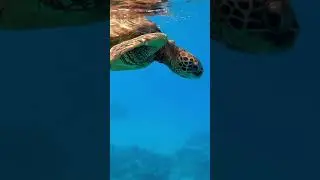 Sound of a Turtle/Have U Heard Before#TurtleSound#