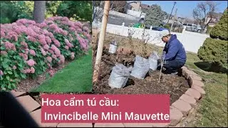 C&aacute;ch trồng hoa cẩm t&uacute; cầu Invincibelle Mini Mauvette ở th&agrave;nh phố Salt Lake - Utah.