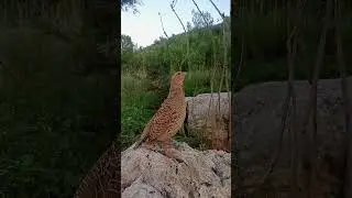 gray partridge Male sound #teetarkiawaz #teetarawaz #birds #francolinvoice #teetarsound #teetarbird