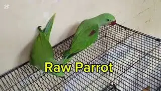 Raw Parrot 