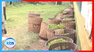 Zone 5 Tea Directors Cite Poor Quality and Weak Shilling for Low Farmer Bonuses