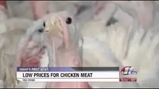 Chicken Prices Going Down As Egg Prices Go Up