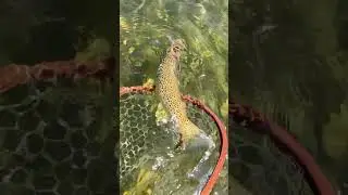 Large Brown Trout Release