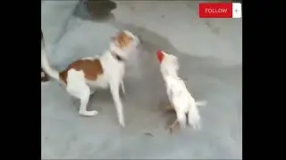 dog vs rooster fight amazing#funnyshorts #animal #fight#jieben right
