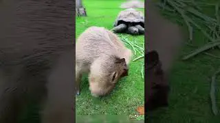 Who naughty human puts a sock on my foot?  #cute #capybara