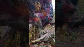The Hippie Tree - Traverse City, MI