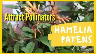 Hamelia Patens/Firebush Care n Propagation हमेलिया पैटन्स/फायर बुश केयर एवं कटिंग लगाना