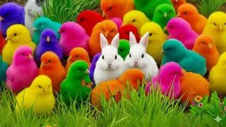Ayam Lucu, ayam warna warni, ayam rainbow, kelinci lucu, bebek lucu, ikan koi, Hewan Lucu