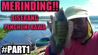 Sampe merinding di serang penghuni rawa