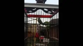 PWSF.pleci juara boyolali