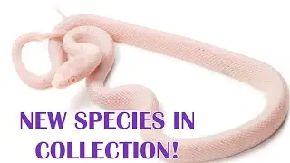 PALMETTO CORN & BAMBOO RAT SNAKES!