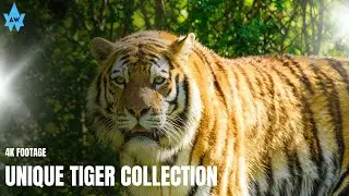Tiger Wildlife in 4K - Amazing Scenes of Tigers | ANIMAL WORLD