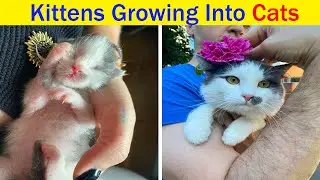 Wholesome Pics Of Kittens Growing Into Cats - cute cat