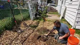 Planting my elberta peach tree in my yard garden.