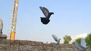 The tailed pigeon flew away