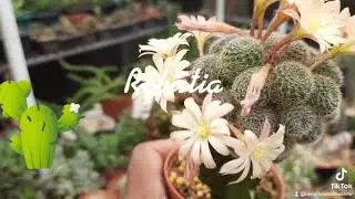 #Rebutia  #cactus sp. #cactus