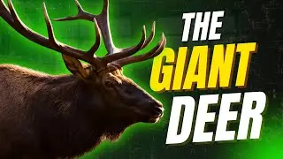The Irish Elk: The Giant Deer with Antlers Bigger Than a Car 😨