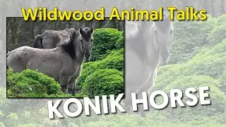 Wildwood Konik Horse Talk
