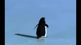 🐧The Truth About &ldquo;Penguin Suicide&rdquo; &mdash; الحقيقة حول &laquo;انتحار البطاريق&raquo;