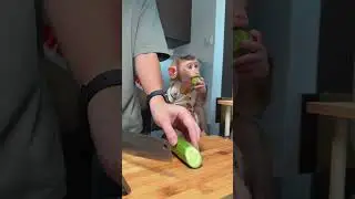 Make breakfast with BiBI Monkey | Curious Monkey Family's Daily