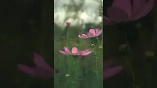 6433 51861