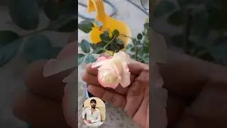 Home Rose 🌹 Garden Solanki Delhi Baprola #flowers #plants #garden #rose #nature #reels #garden #bird