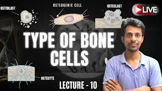 Types of Bone Cells & Composition of Bone in Hindi | Bone Cells Anatomy | Dr Krishna Kumar Kushwaha