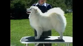 American Eskimo Dog - アメリカン・エスキモー・ドッグ - AKC Dog breed series