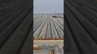 Fresh Fruits & Vegetables Export from China | Shuangwen Fruit & Veg