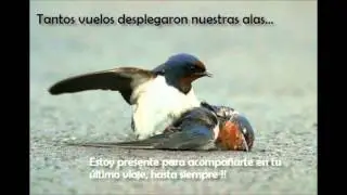 COMO TE EXTRA&Ntilde;O LOS LOBITOS BUENOS MEDELLIN