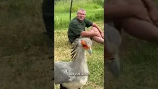 This Bird Kills Snakes With Its Feet 😨