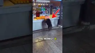 Monkey Caught Stealing