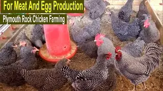 Plymouth Rock Chicken Farming All You Need To Know - How to Start a Business Plymouth Chicken