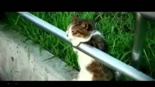 Funny Cat Videos