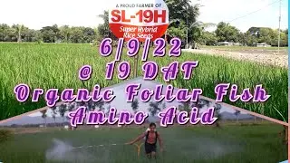 Organic Foliar Fish Amino Acid @ 19DAT SL19H Super Hybrid Rice, POWER SPRAYER 4 stroke