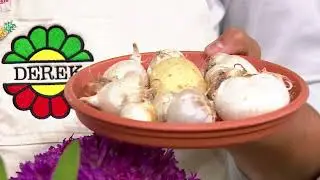 Roberta's 11-Piece Allium Collection Bulbs on QVC