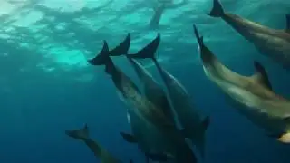 Marine life in Florida