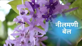 जाने इस बेहद ख़ूबसूरत नीलमणी बेल के बारे मेंAll about Petrea Volubilis/Sand paper vine/Purple wreath