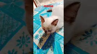 meme lucu #kucing #kucingku #cats #kucingkucingan #kucingimut #domestic #kucingbarbar #kucingviral